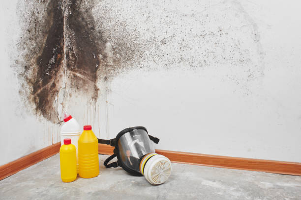 Best Black Mold Removal  in Robbins, NC